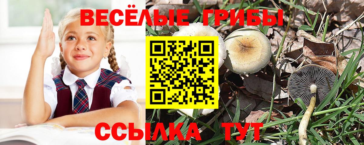 Псилоцибиновые грибы Cubensis  Вход с VPN  Сафоново 